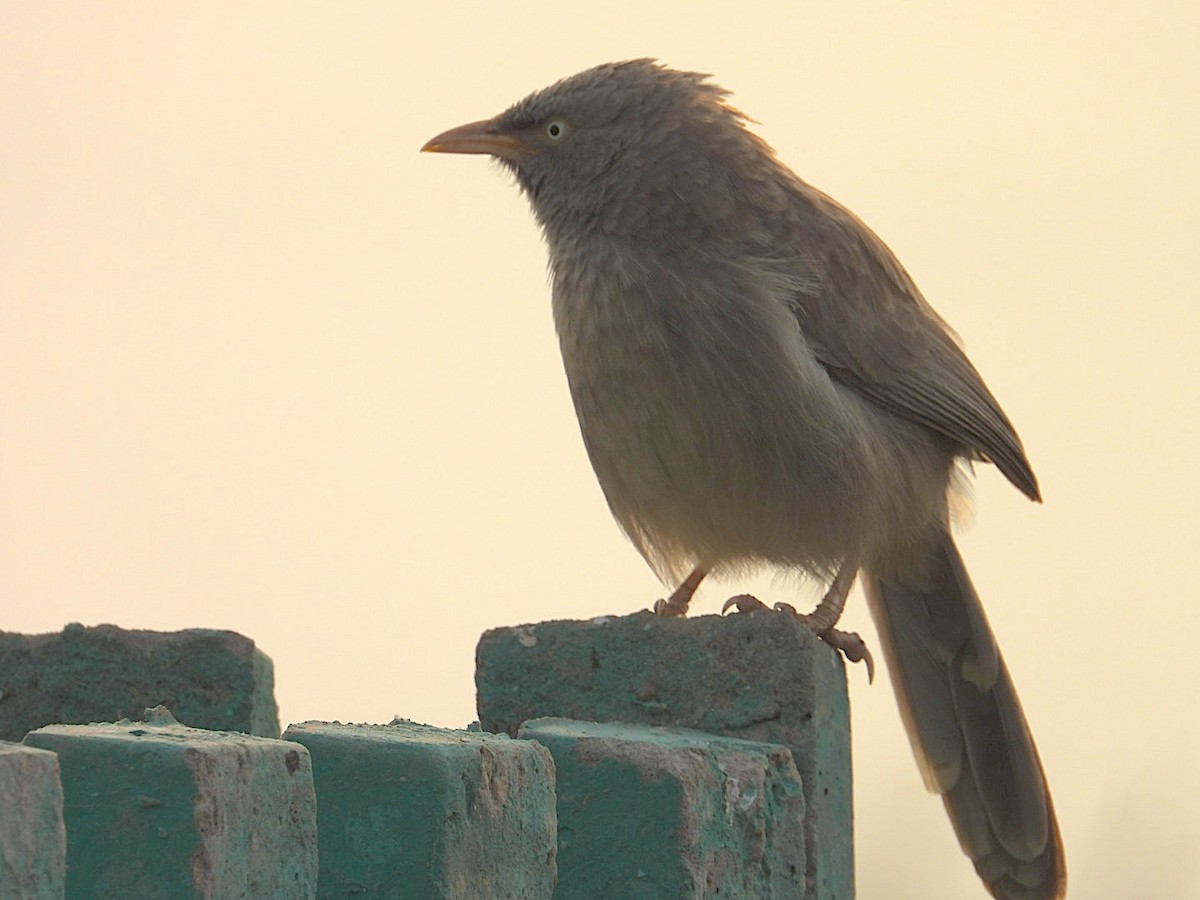 Jungle Babbler - ML646116399