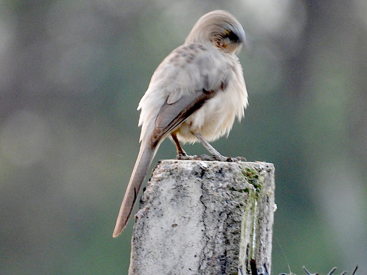 Large Gray Babbler - ML646116400
