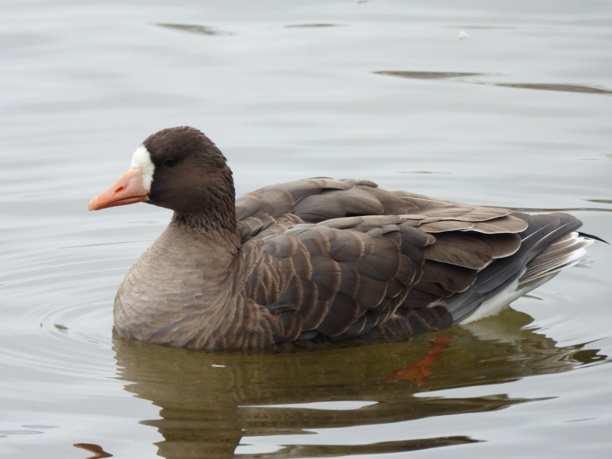 Greater White-fronted Goose - ML646116401