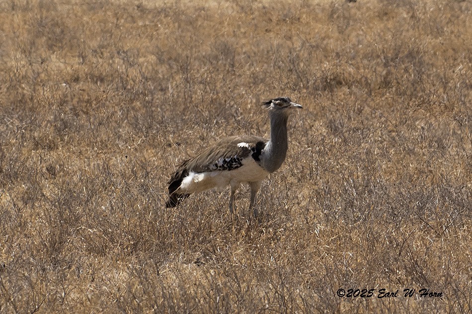 Kori Toyu - ML646116402