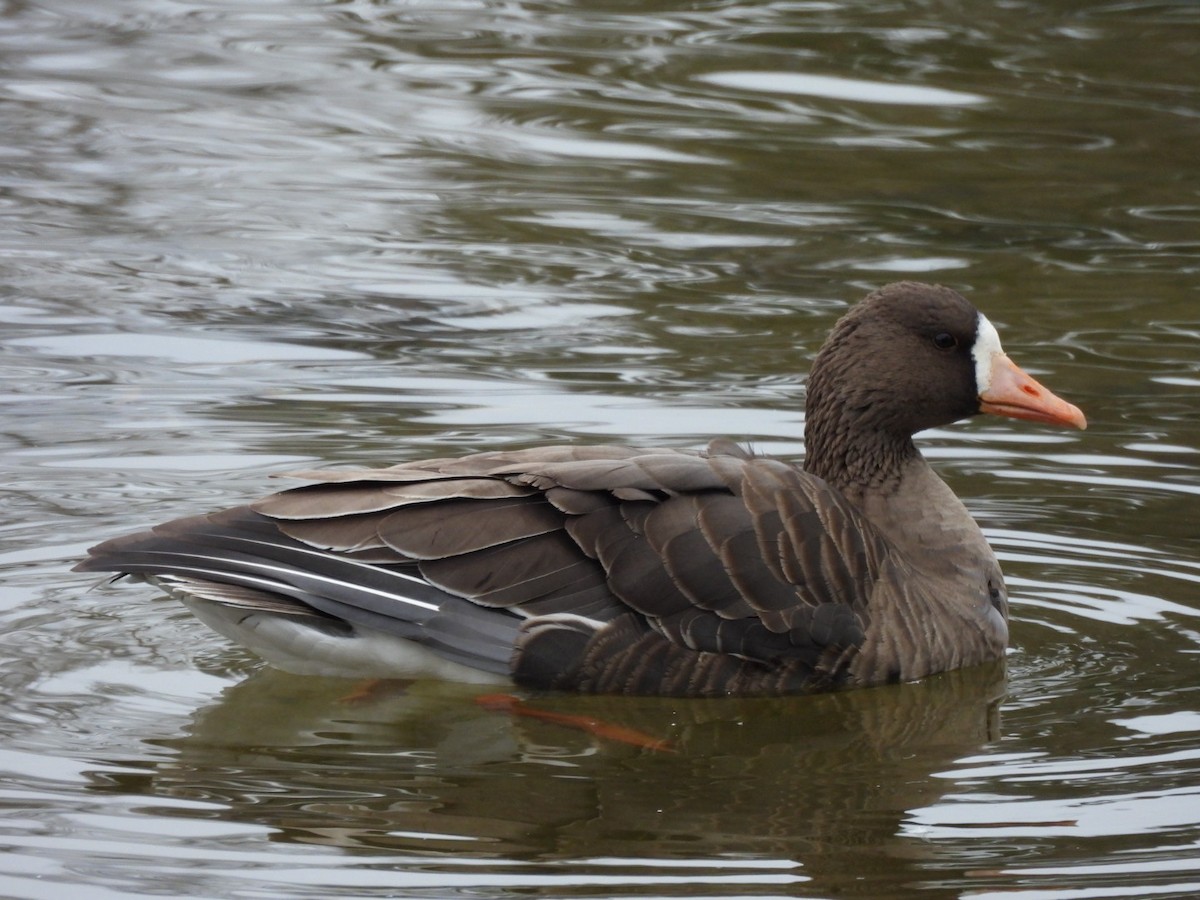 Greater White-fronted Goose - ML646116403