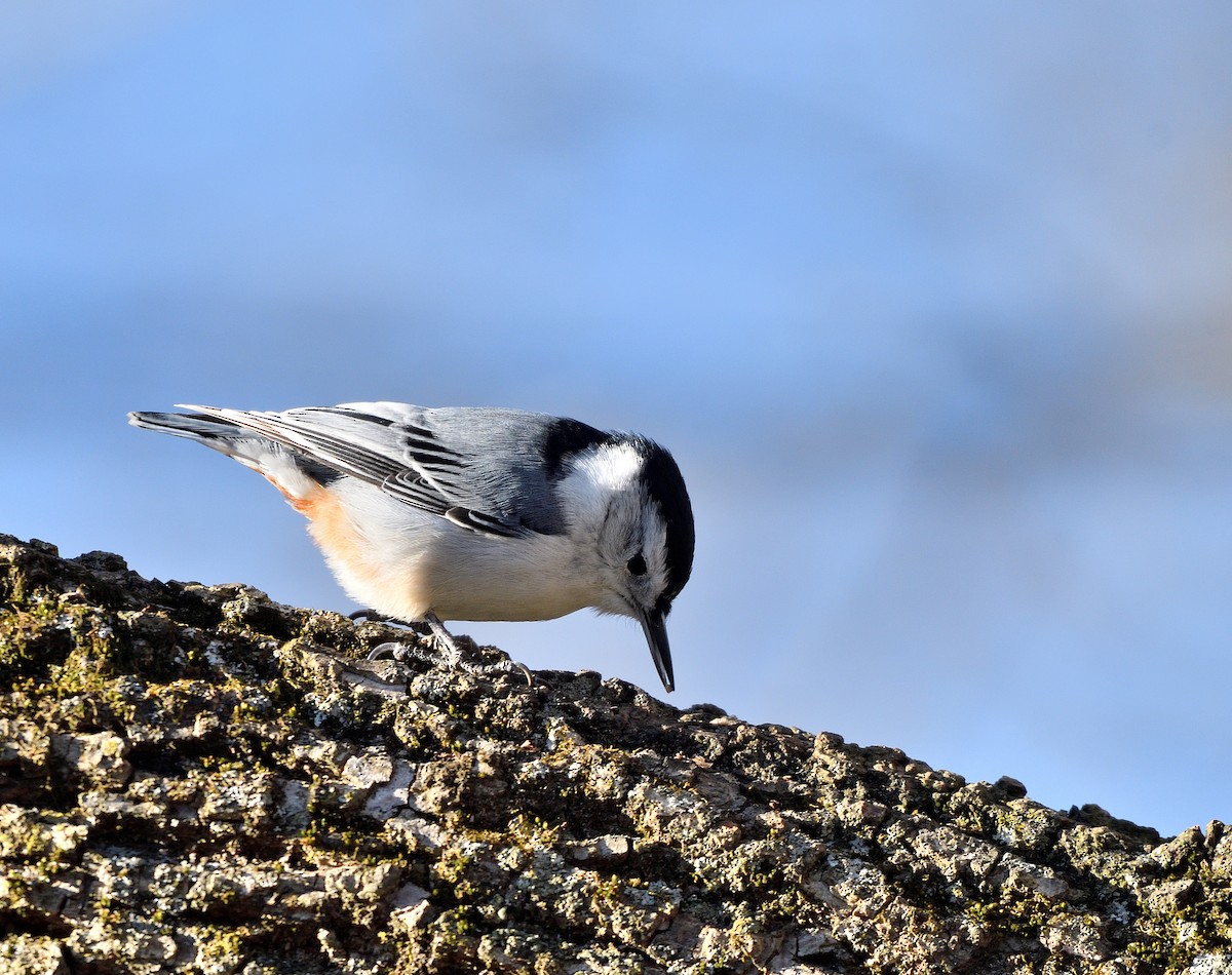 White-breasted Nuthatch - ML646116404
