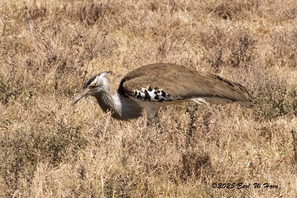 Kori Toyu - ML646116405