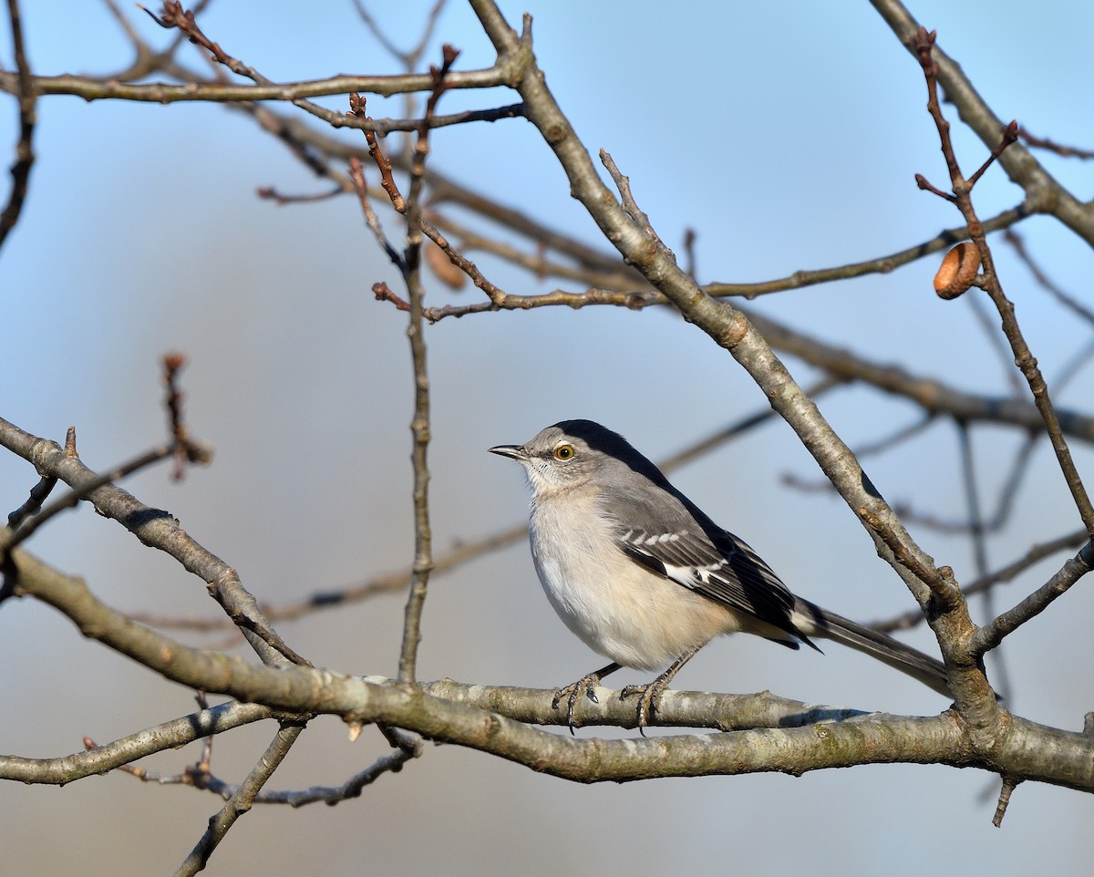 Northern Mockingbird - ML646116408