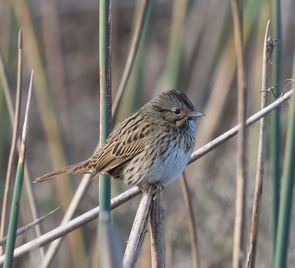 strnadec pruhohlavý - ML646116409