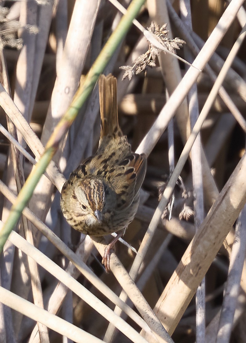 strnadec pruhohlavý - ML646116410