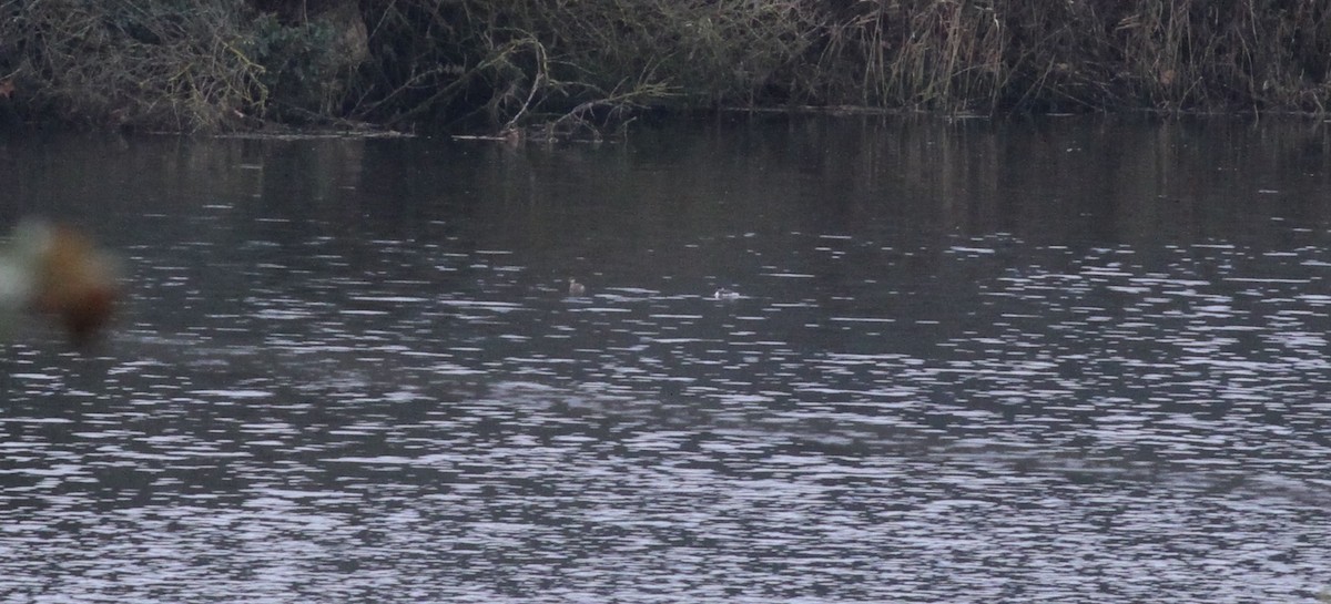 potápka černokrká - ML646116412