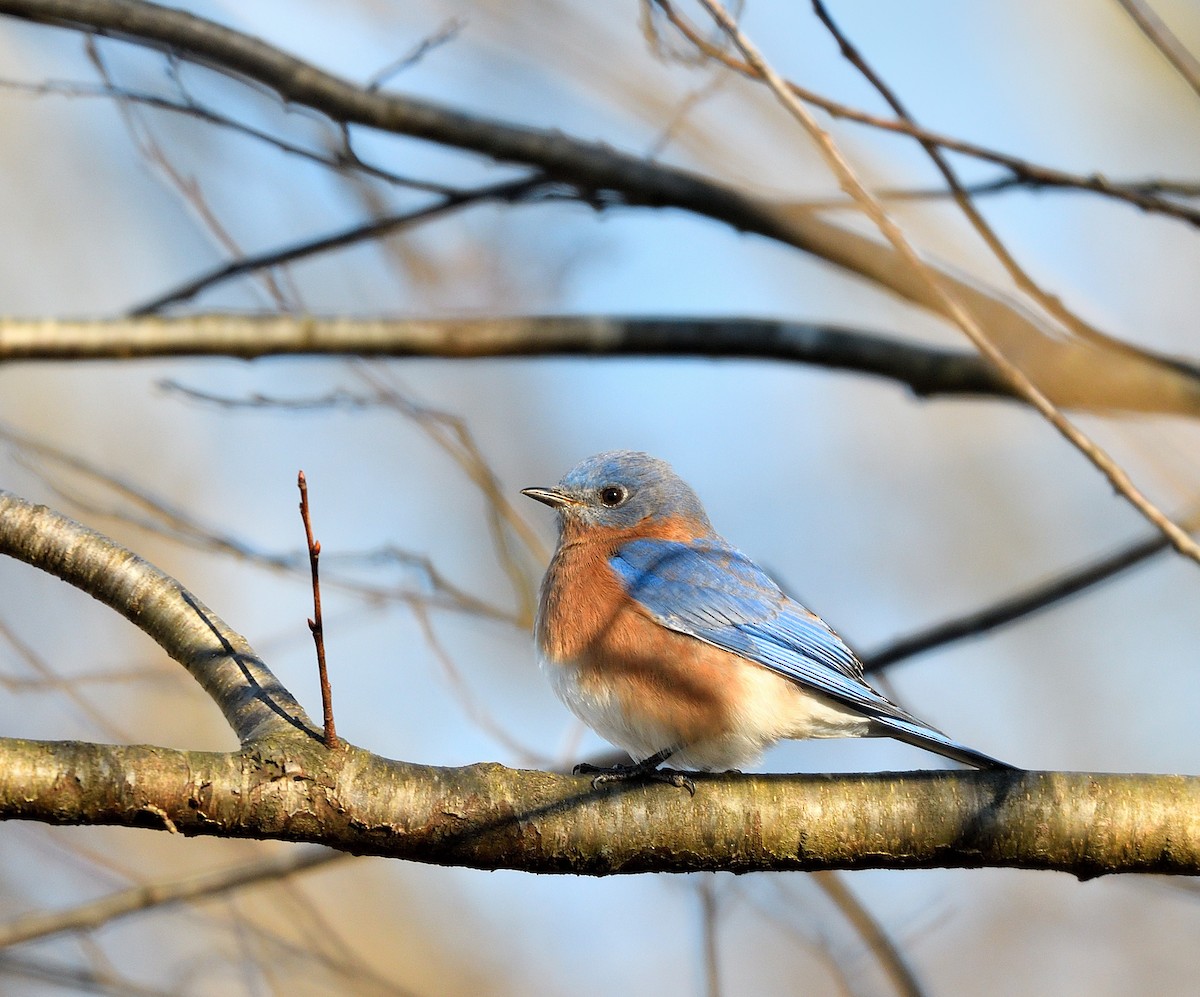 Eastern Bluebird - ML646116413