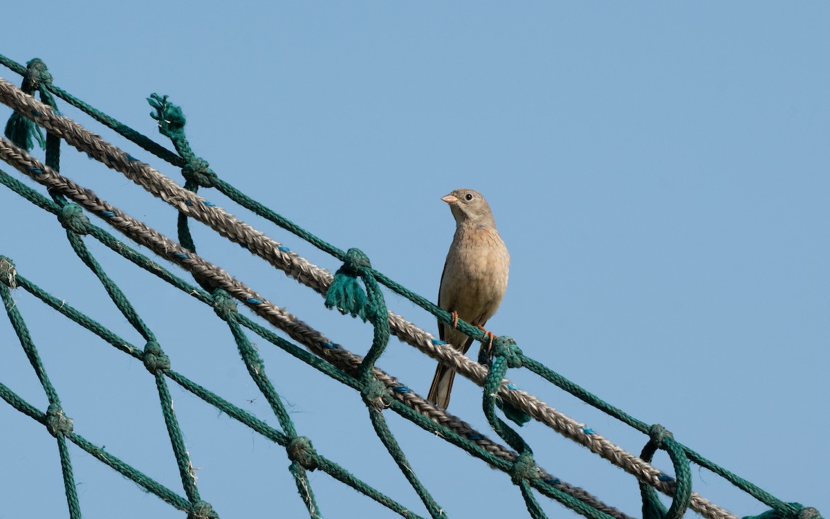 Gray-necked Bunting - ML646116414
