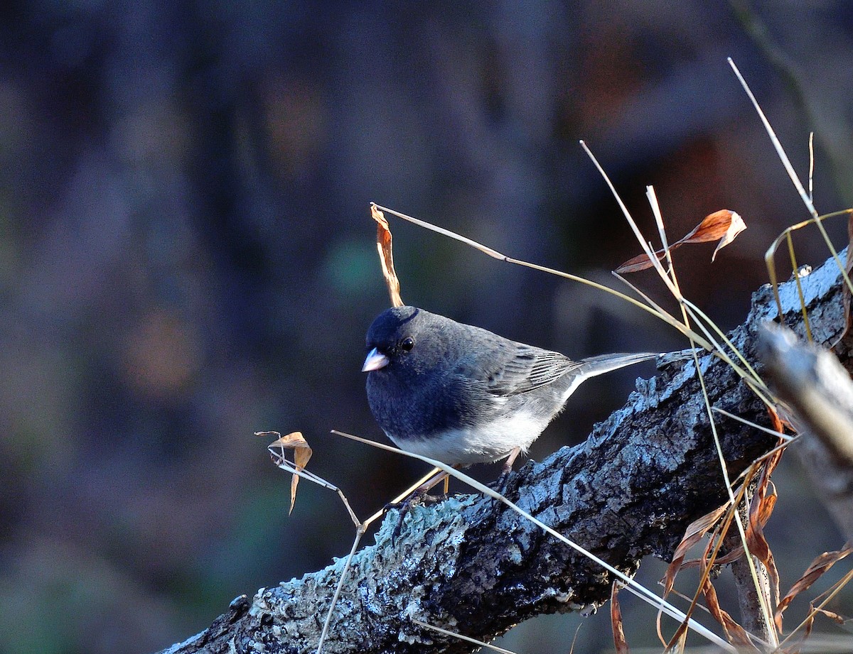 Dark-eyed Junco - ML646116416