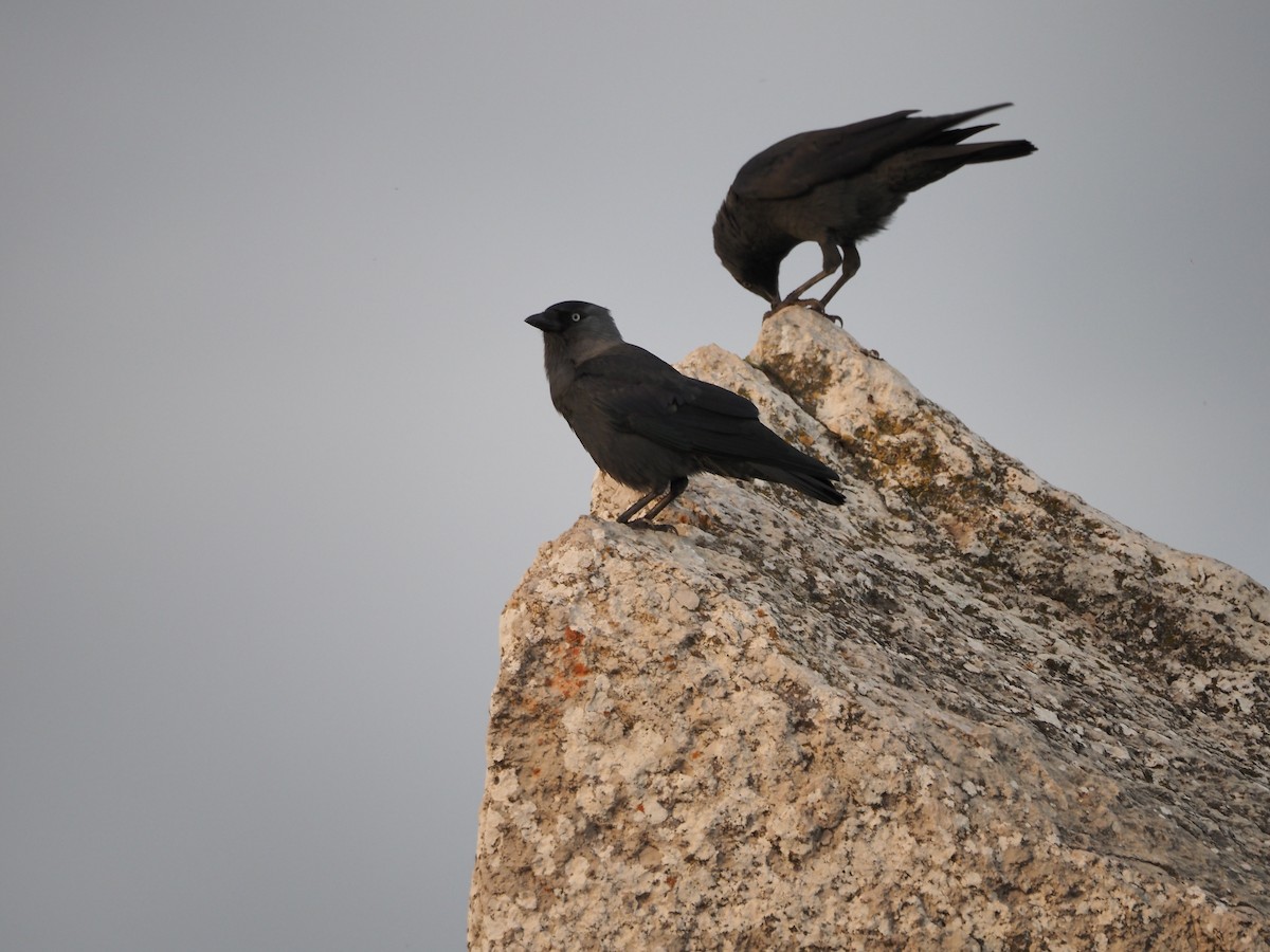 Eurasian Jackdaw - ML646116417