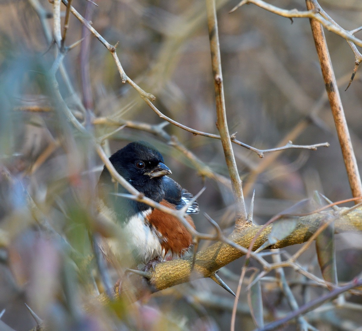 Тауї східний - ML646116418