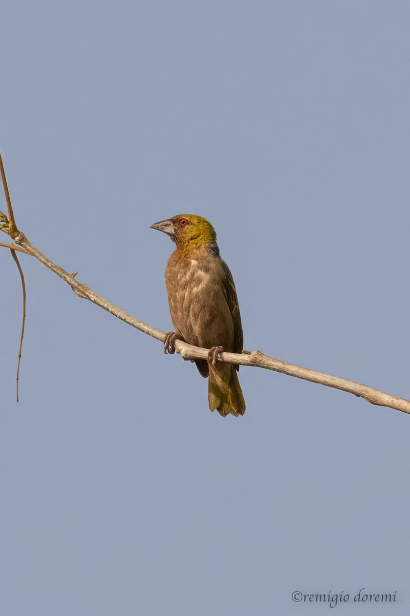 Village Weaver - ML646116419
