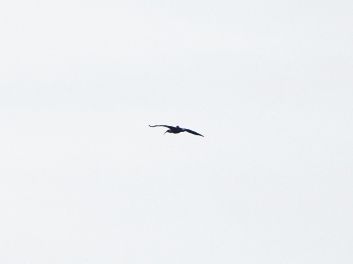 Northern Bald Ibis - ML646116420