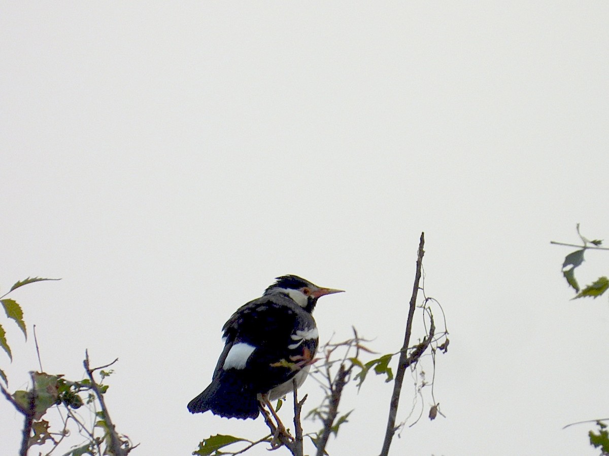 印度鵲椋鳥 - ML646116428