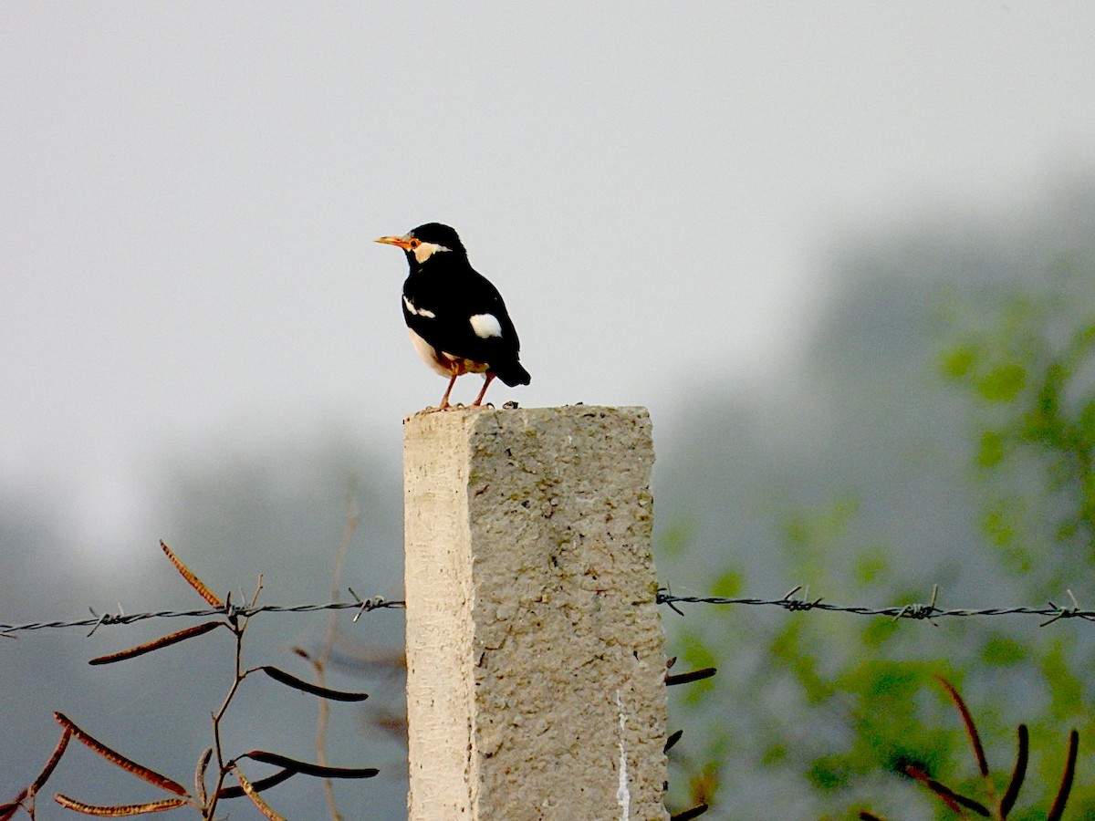 印度鵲椋鳥 - ML646116429