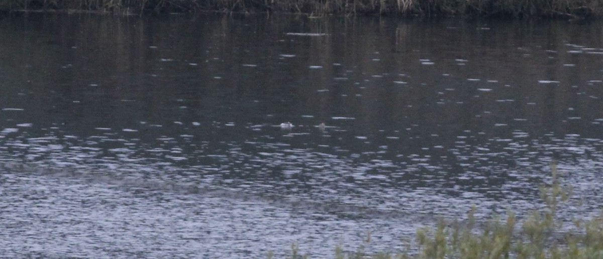 potápka černokrká - ML646116431