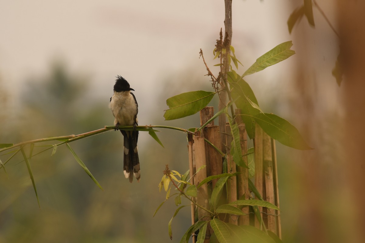 Pied Cuckoo - ML646116432