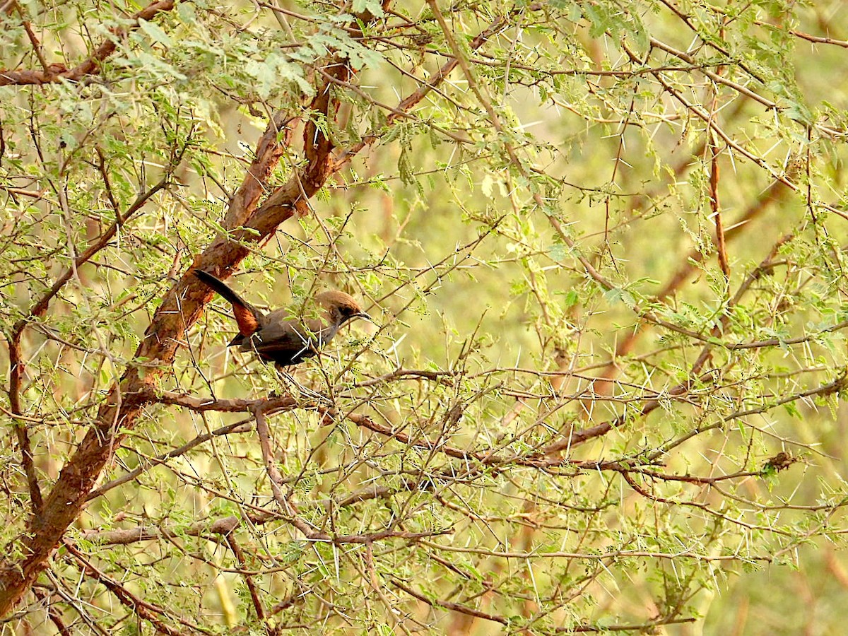 Indian Robin - ML646116433