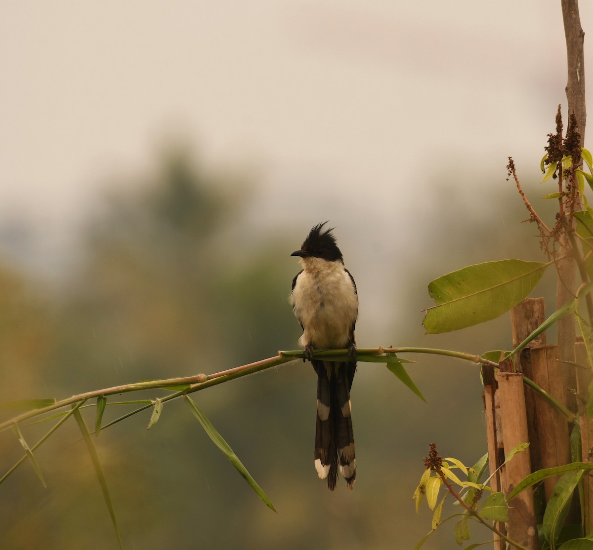 Pied Cuckoo - ML646116434