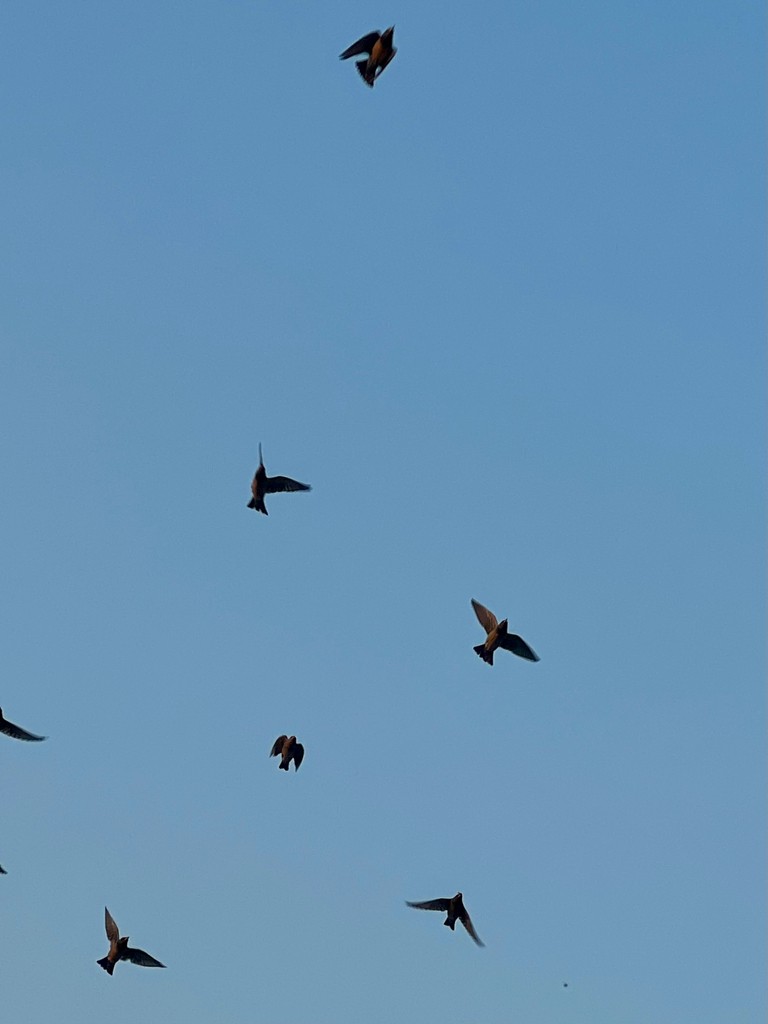 Rosy Starling - ML646116436