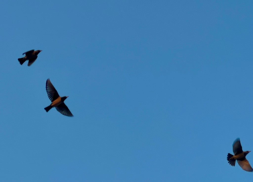 Rosy Starling - ML646116437