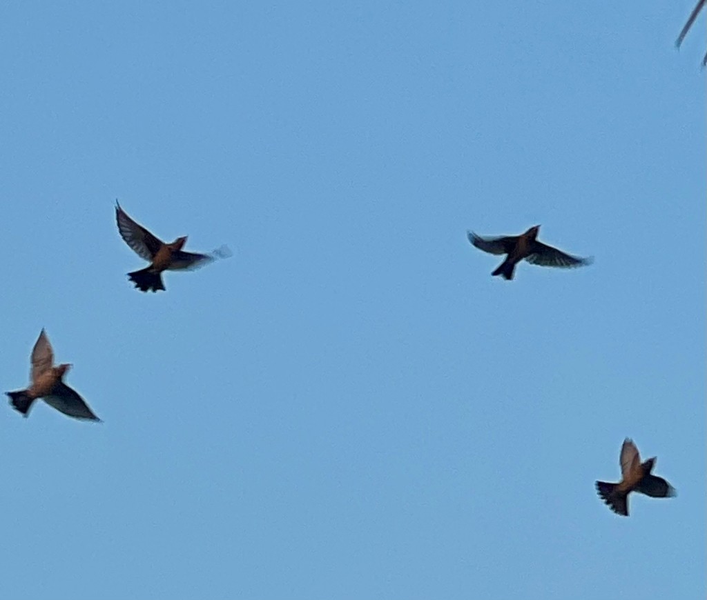 Rosy Starling - ML646116438