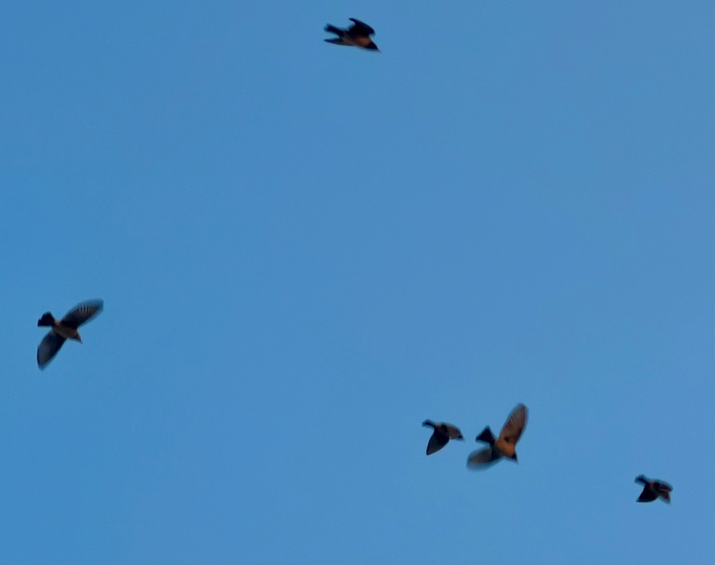 Rosy Starling - ML646116439