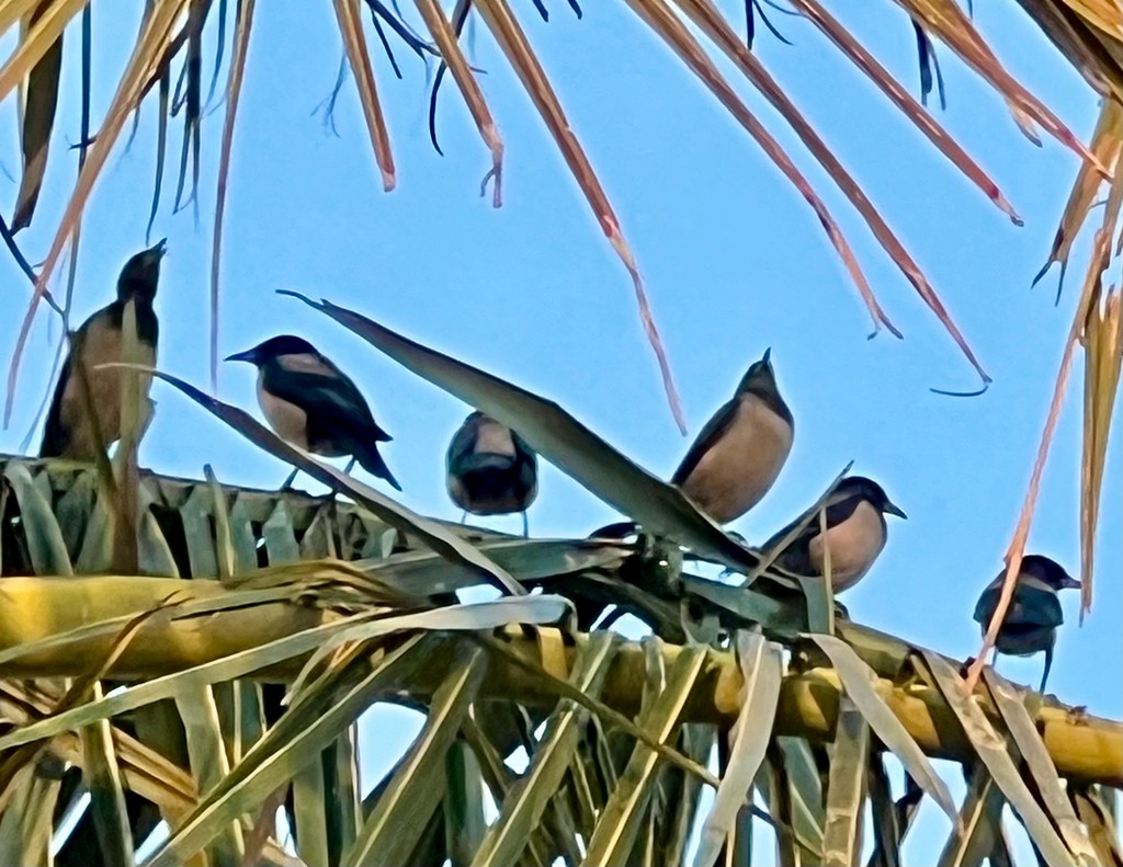 Rosy Starling - ML646116440