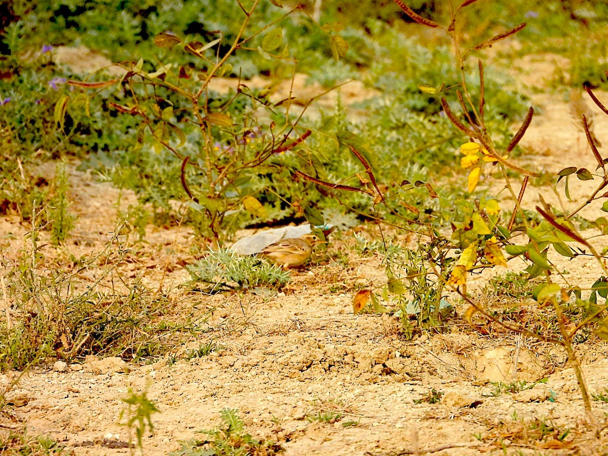 稻田鷚 - ML646116441