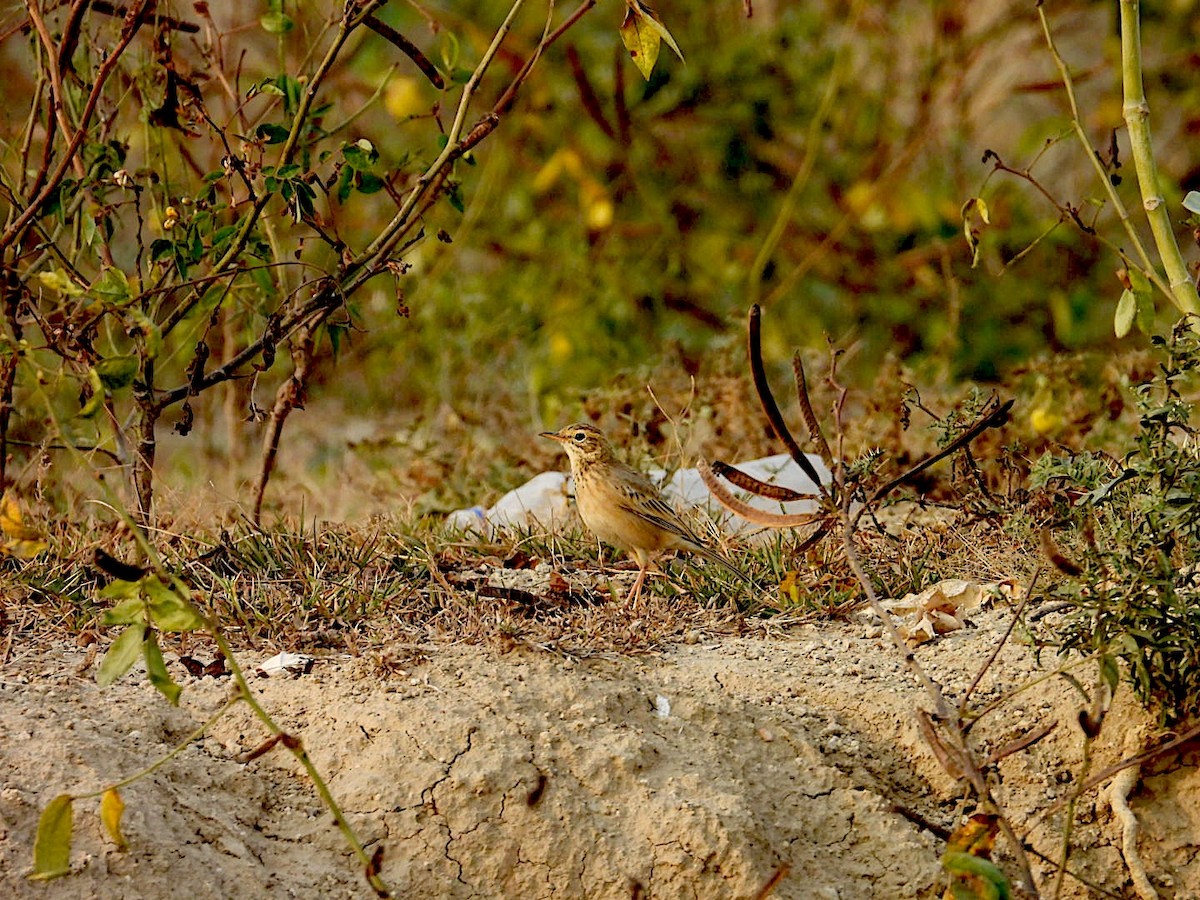 稻田鷚 - ML646116442