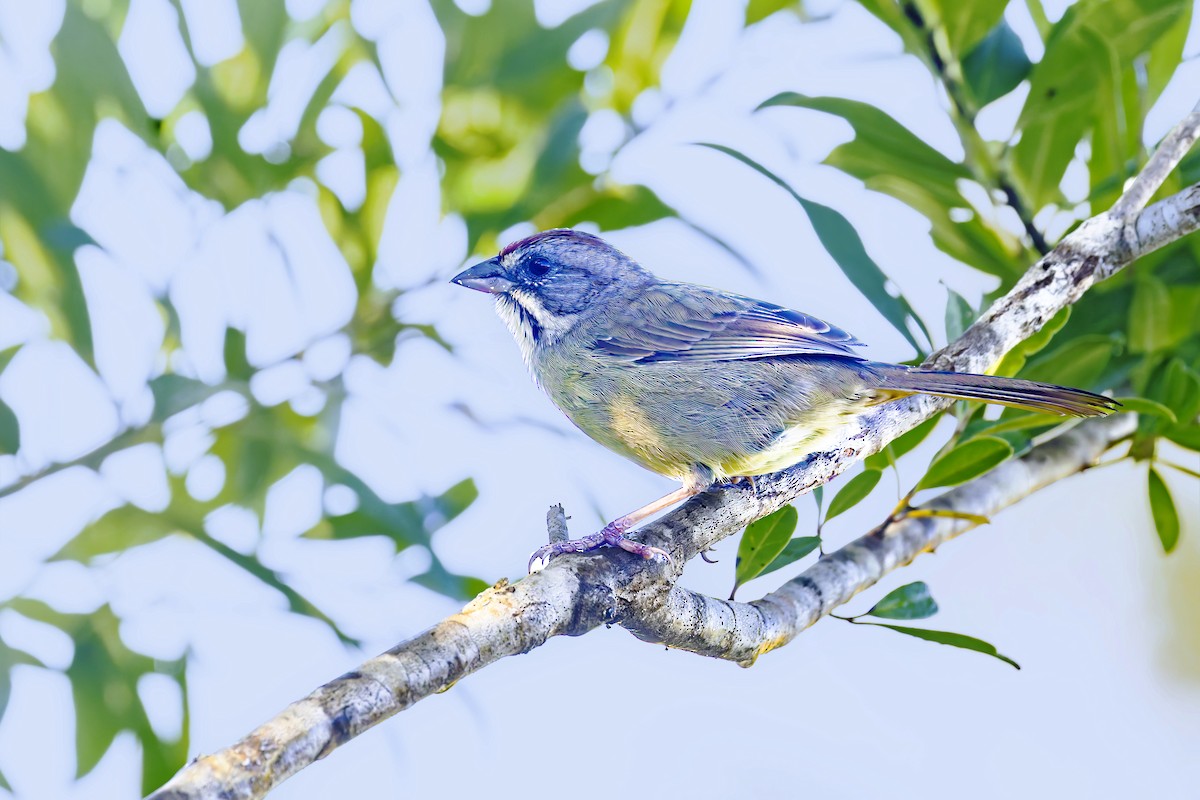 Zapata Sparrow - ML646116452