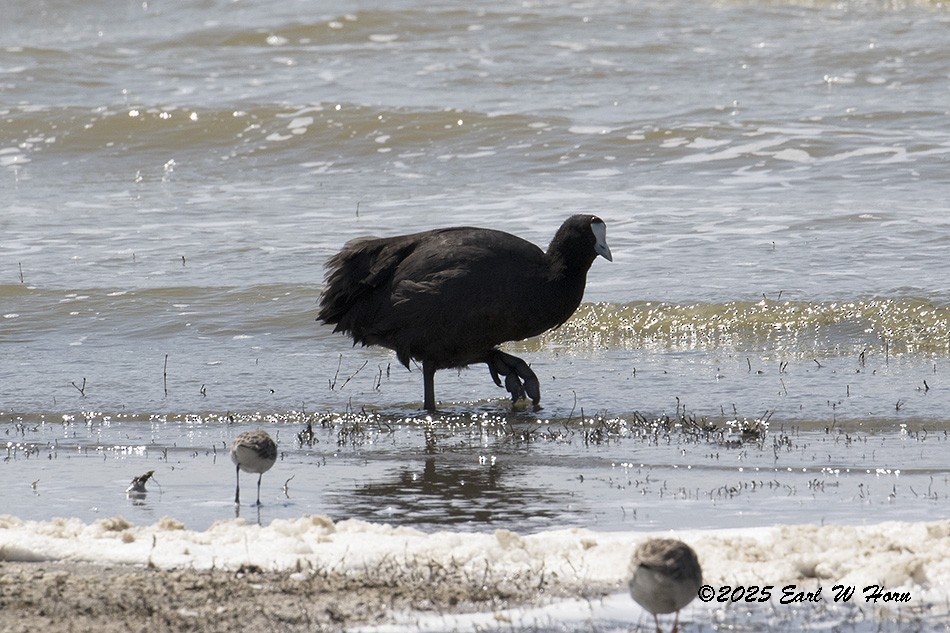 Red-knobbed Coot - ML646116454
