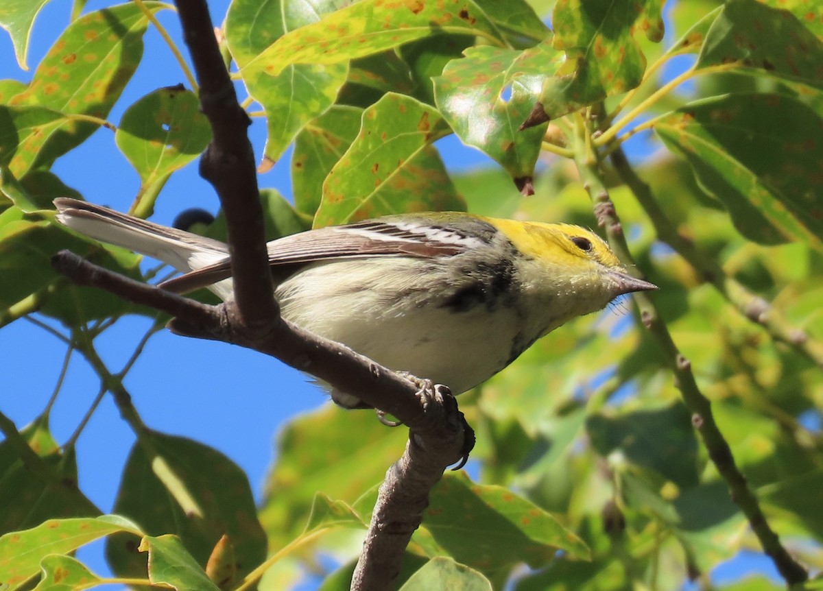 Black-throated Green Warbler - ML646116456