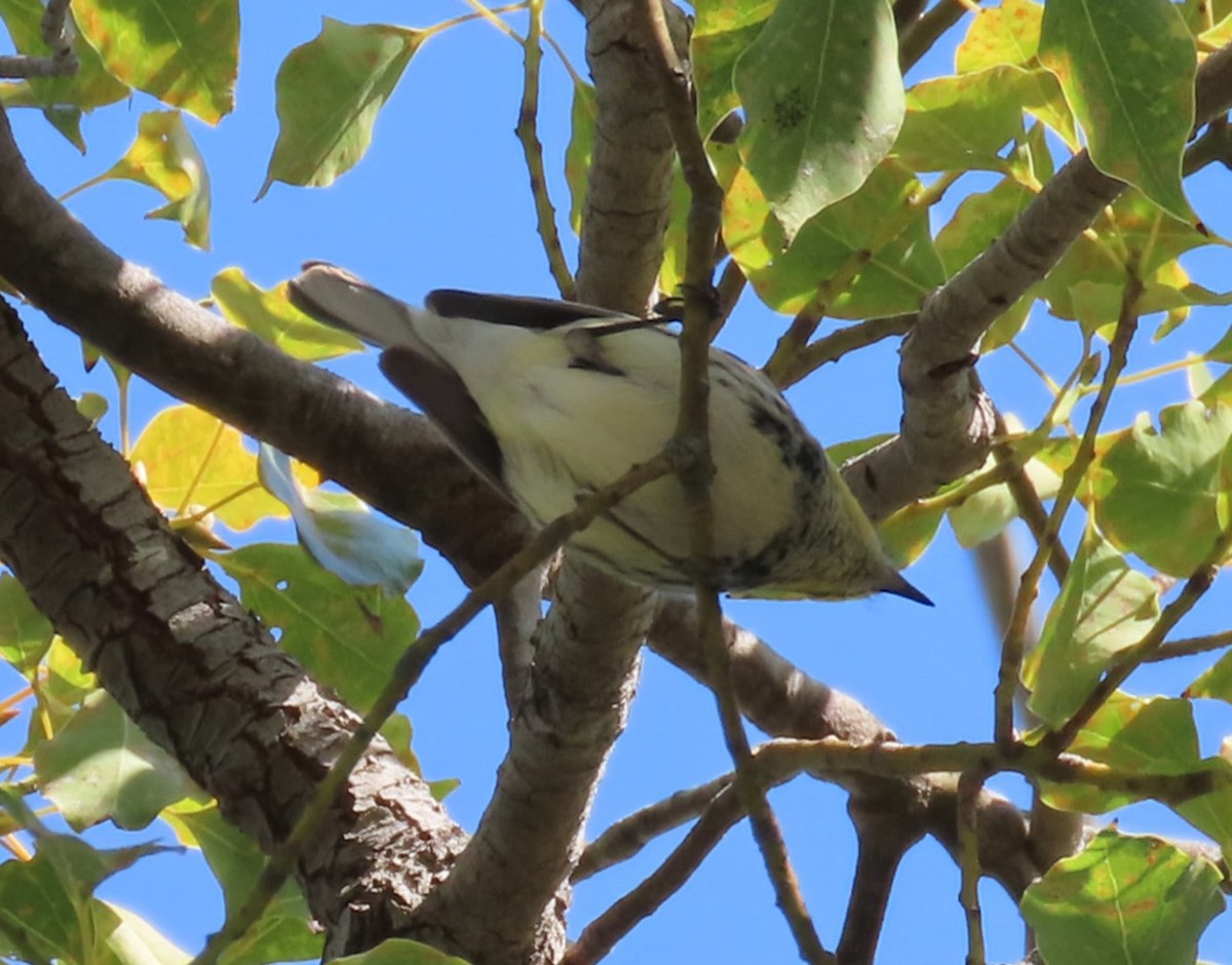 Black-throated Green Warbler - ML646116457