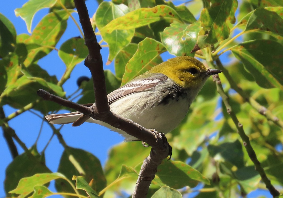 Black-throated Green Warbler - ML646116458