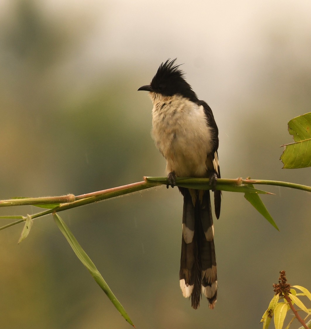 Pied Cuckoo - ML646116462