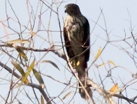 Rundschwanzhabicht - ML646116465