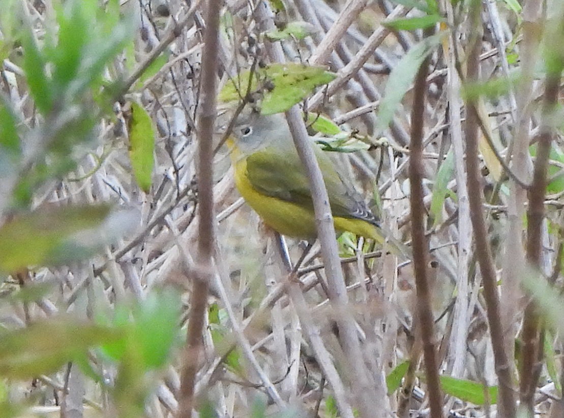 Nashville Warbler - ML646116466
