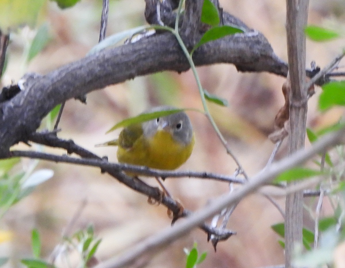 Nashville Warbler - ML646116467