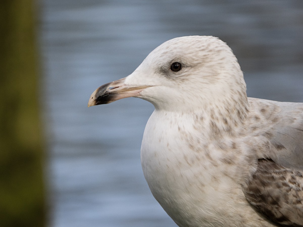 European Herring Gull - ML646116473