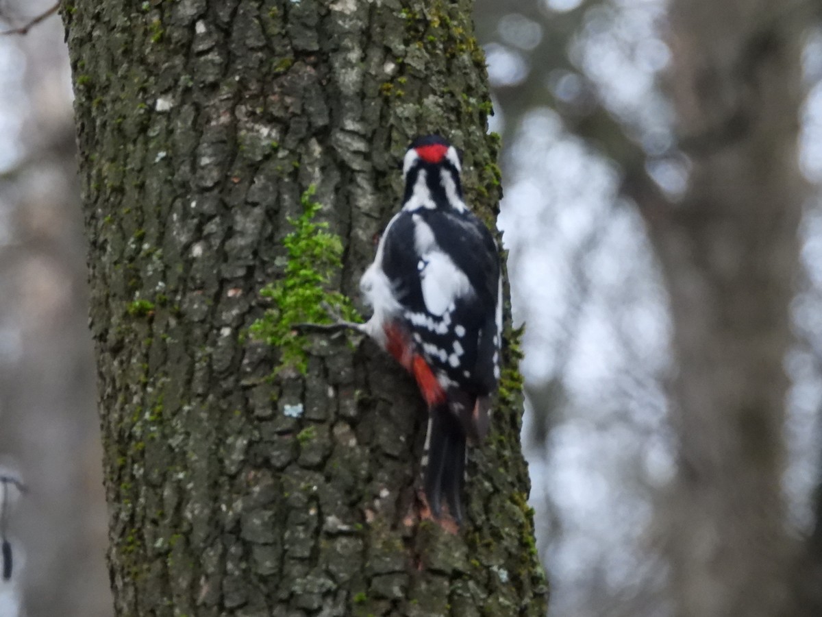 Great Spotted Woodpecker - ML646116477