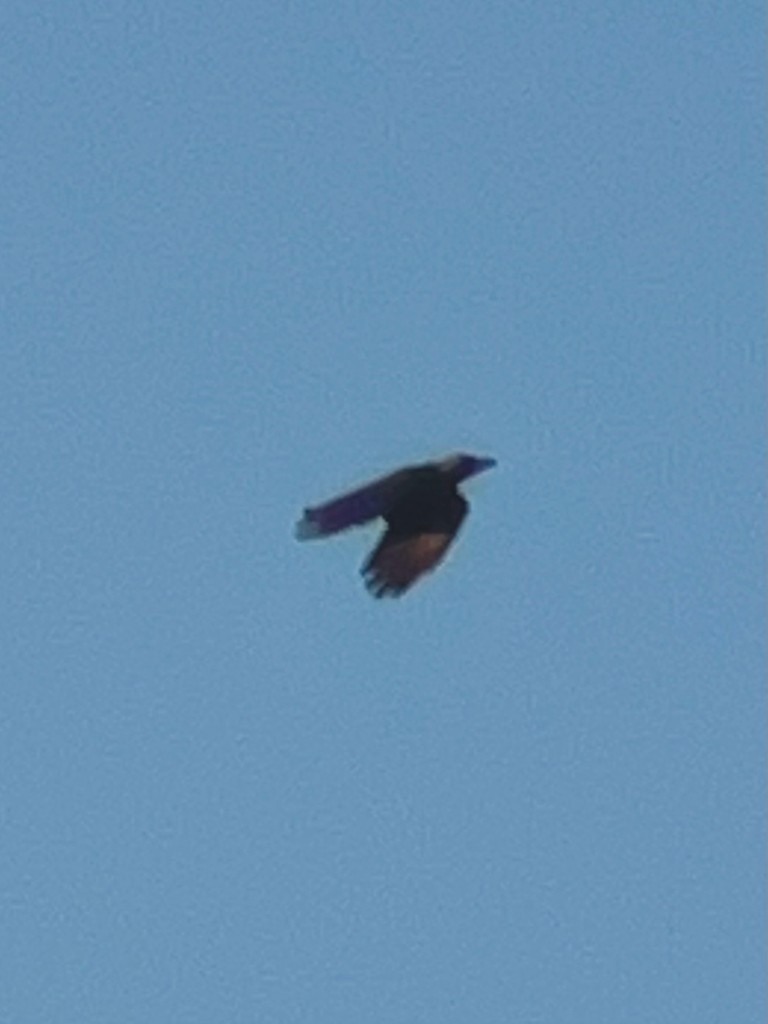 crow sp. - ML646116480