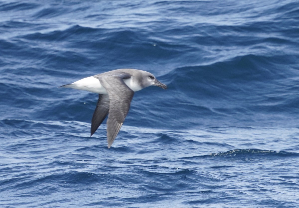 Albatros Cabecigrís - ML646116483