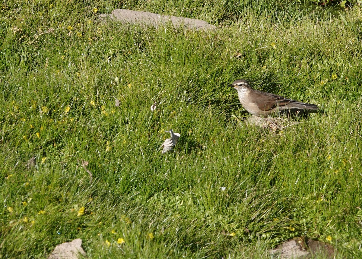 Buff-winged Cinclodes - ML646116488