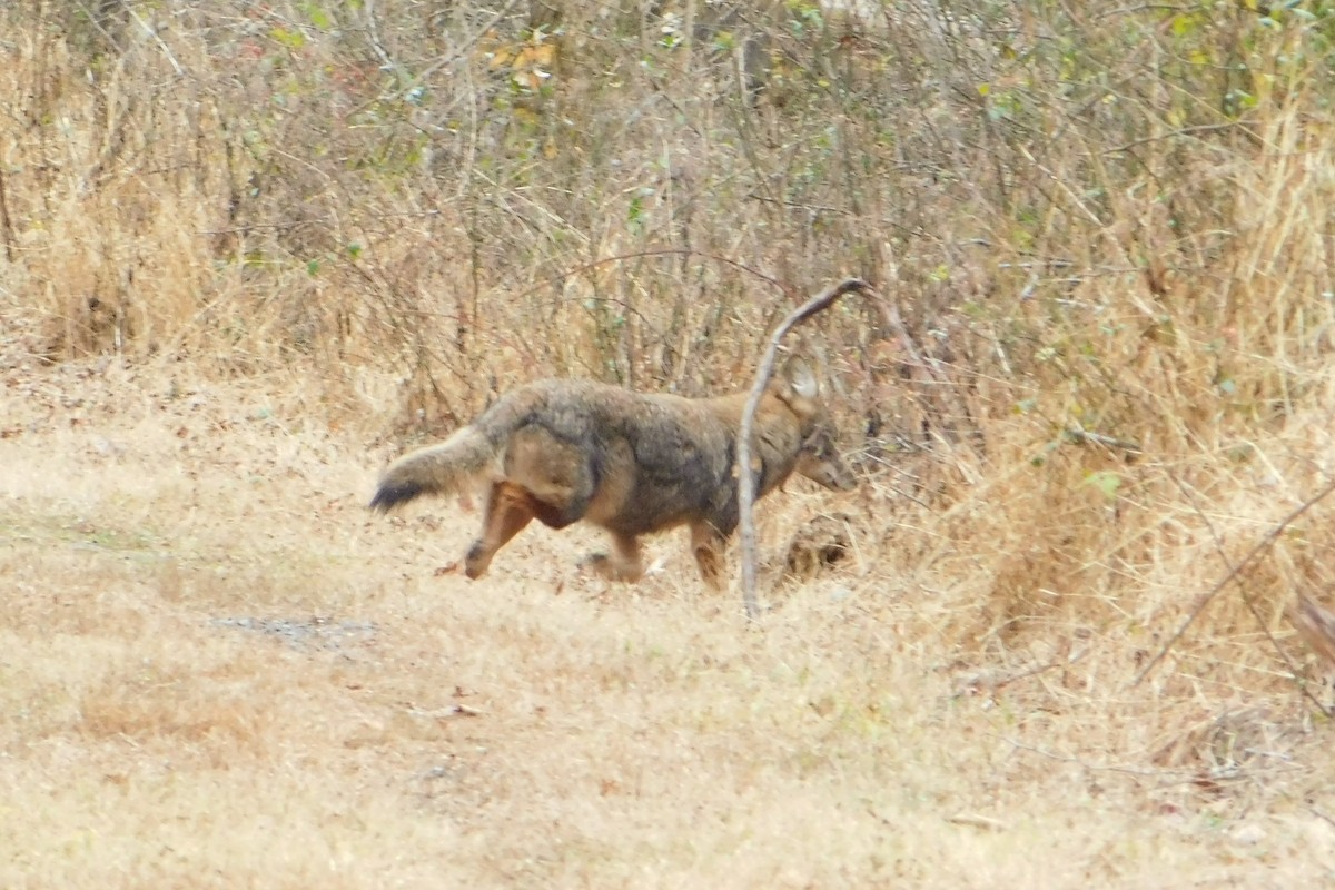 Animals - ML646116493