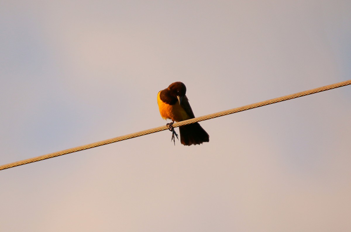 Tordo Güirahuró - ML646116494