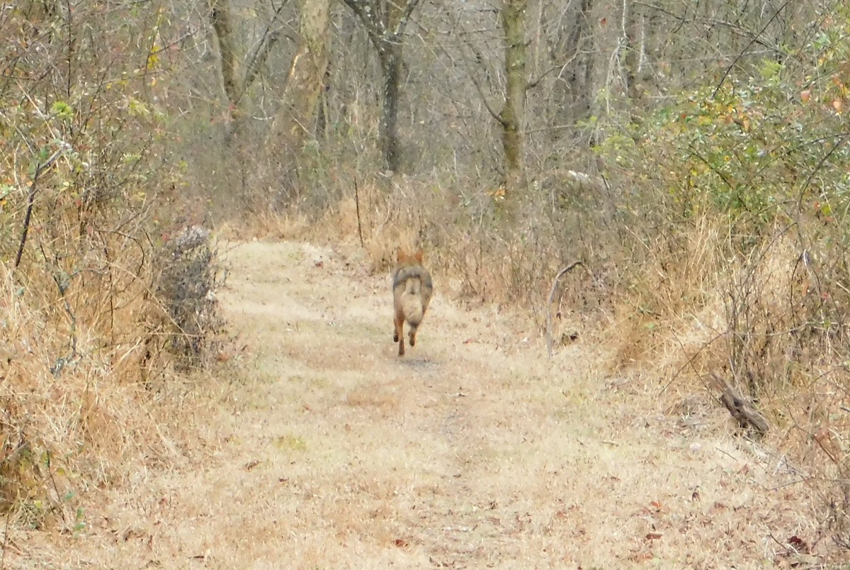 Animals - ML646116495