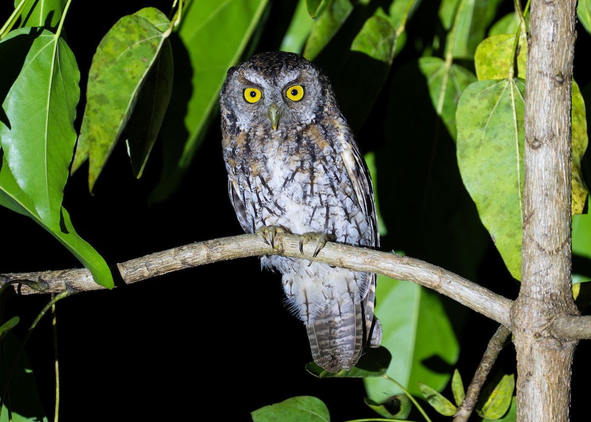 Autillo de Koepcke - ML646116496