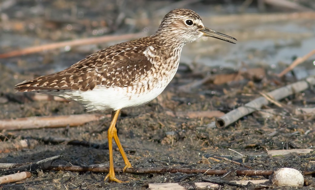 Andarríos Bastardo - ML646116497